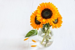 Sunflower bouquet in the glass vase on the white wooden background. Beautiful gift, nice greeting card design. 