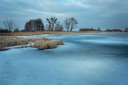 A frozen lake with reeds, an evening view, Stankow, Lubelskie, Poland