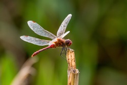 Ruddy Darter Dragonfly perched on stalk, Coleshill Park, Wiltshire, UK