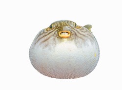 inflated puffer fish on white background