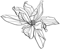 black and white line illustration of magnolia flower on a white background