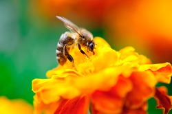 Macro shot of bee collecting pollen from calendula flower in nature