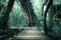 Mysterious landscape of foggy forest with wooden bridge runs through dense foliage. Surreal beauty of exotic trees, thicket of shrubs at tropical jungles. Fantasy nature and fairy tale background