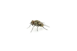 A macro shot of fly on a white background . Live house fly .Insect close-up,Animalia