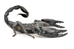 Black Scorpion isolated on white background;Poisonous animals without a backbone.