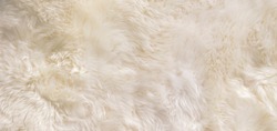 White, Beige wool texture background. Natural fluffy fur sheep wool skin texture. Apart of luxury brown long wool coat, beige color carpet  for background and wallpaper, selective focus