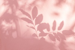 Leaf shadow and light on wall pink nature background. Natural leaves tree branch and plant shadows with sunlight dappled on white wall. Shadow overlay effect for foliage mockup, banner graphic layout