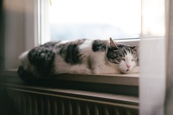 Big and old domestic cat sleeping on windowsill on gloomy winter day and enjoying radiator heat 