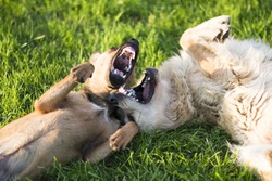 Two dogs playing rough in grass