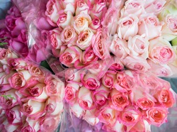 pink rose flowers in plastic bulk at Flower Market