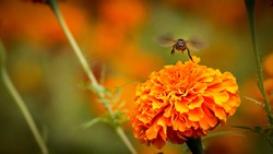 Bee on double orange marigold, genus Tagetes, 
or species Calendula officinalis brighten up the autumn garden
