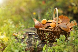 mushroom. mushrooms oily in a wicker basket on a stump in the autumn forest in the rays of the sun.Autumn season. Autumn mood.Autumn time