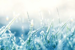 Grass in the frost. Frost on the grass in the morning sun.Winter natural plant background in cold blue tones.  Grass background in gentle pastel colors.November and December. Late Autumn. Winter time