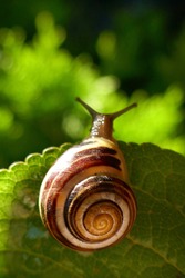 Snail close-up on a green leaf. brown spiral snail on a green leaf on a green blurred background in the sun rays  . Snail mucus 