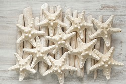 nautical decor.Marine wallpaper.Starfish and sea shells in pastel beige colors. Summer wallpaper in a marine style.Background in a marine style in white and beige tones.