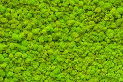 Green moss texture. Green background. Green texture. Green wall. Wall decoration. Moss decor