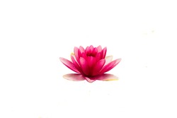 pink water lily isolated on white background