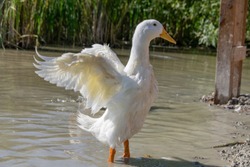 Female pekin duck (Anas platyrhynchos domesticus) standing out with out stretched wings