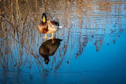 reflection of drake mallard duck standing on lake ice