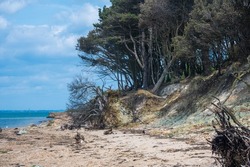 Beach erosion and tree roots near Fort Victoria, Isle of Wight