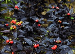Black pearl ornamental pepper at garden
