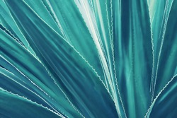 Agave Plant Leaves in Blue Tone Color as Natural Abstract Texture Background