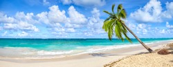 Coconut Palm tree on white sandy beach in Punta Cana, Dominican Republic. Panoramic view.