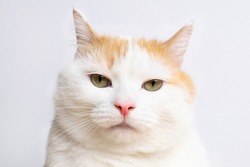 Closeup white angry cat looking at camera. Funny cat emotions.