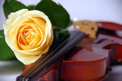 yellow rose and violin