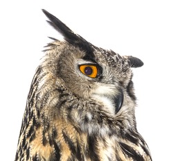 Portrait of an Eagle Owl