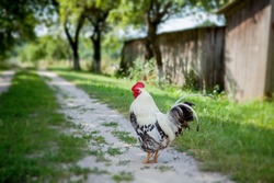 Colorful rooster on the farm,beautiful roosters walking on the street,Village eco concept.