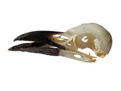 a side view of a carrion crow skull with open beak on a white background