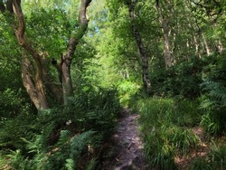 pathway though dense green forest surrounded by dense ferns grass and trees in summer sunlight