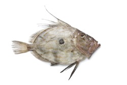 Single fresh John Dory fish isolated on white background