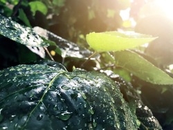 Close-up dew drops on leaves plant with light flare. Rain forest freshness background in rainy season.