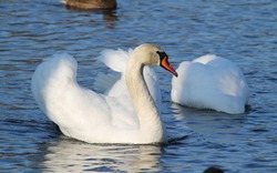 beautiful white mute swan (Cygnus olor) swimming on the water and other one diving for food