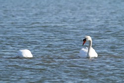 beautiful white mute swan (Cygnus olor) swimming on the water and other one diving for food