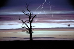 Eerie Lightning Tree