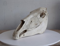skull of horse suitable for plastic anatomy