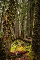 A moss covered cabin in Olympic National Park in Washington State. 