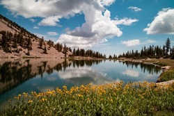 Yellow flowers on the edge of Johnson Lake, an alpine lake in the Snake Range, located inside Great Basin National Park in Nevada, seen on a summer day. Large cumulus clouds are seen in the blue sky.