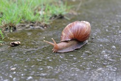 Snail walking on the street. Snails live in nature.