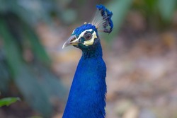 Peacock's head close up in the Kuala Lumpur birds park