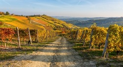 Beautiful hills and vineyards during fall season surrounding Treiso village. In the Langhe region, Cuneo, Piedmont, Italy.