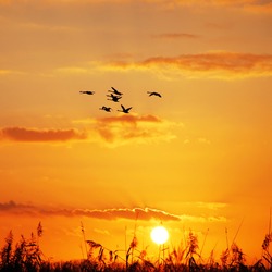 wild geese flying in the sky at sunset