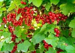 Photography on theme beautiful bush berry red currant with natural leaf under clean sky, photo consisting of bush berry red currant outdoors in rural, bush berry red currant in big nature farm garden