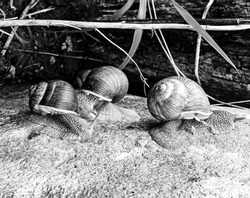 Big garden snail in shell crawling on wet road hurry home, snail Helix consist of edible tasty food coiled shell to protect body, natural animal snail in shell from slime can made nourishing cream