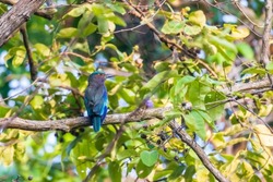Indian Roller  birds (Coracias benghalensis) on the branch of the tree.