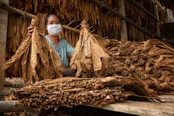 Curing tobacco leaves was selected by workers for dry tobacco. (Yellow scale) before it is sold to the Asian tobacco industry.