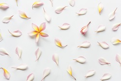 wallpaper pattern of plumeria flowers laying on white background. Concept of love and spring. Flat lay, top view.